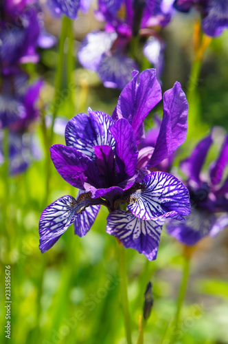 Fototapeta Naklejka Na Ścianę i Meble -  Iris sibirica violet flowers in sunlight vertical