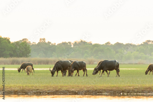 Thai swamp buffalo in peat swamp around lagoon © Achira22