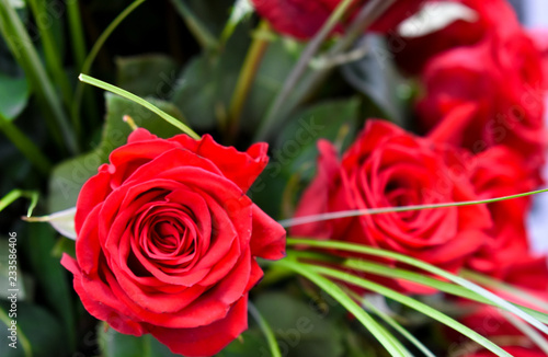 ONE BEAUTIFUL RED ROSE WITH RED OPENED PETALS PREPARED FOR A PRESENT AT VALENTINES DAY O MUMS DAY