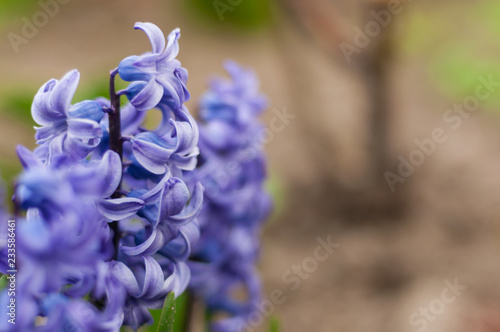 Hyacinth flowers at flowerbed