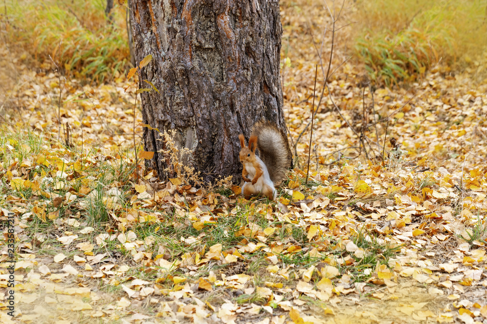 Red squirrel in forest at autumn. Red squirrel in forest at autumn.