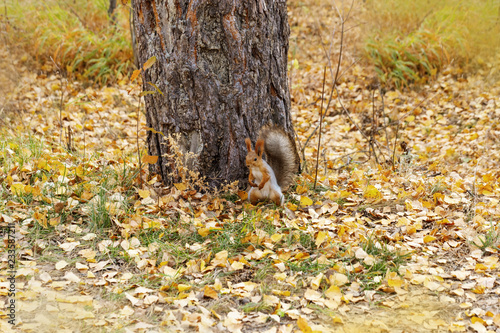 Red squirrel in forest at autumn.