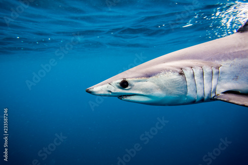Shortfin Mako Shark or Isurus oxyrinchus swimming wild in the Pacific Ocean off San Diego  California. Wild