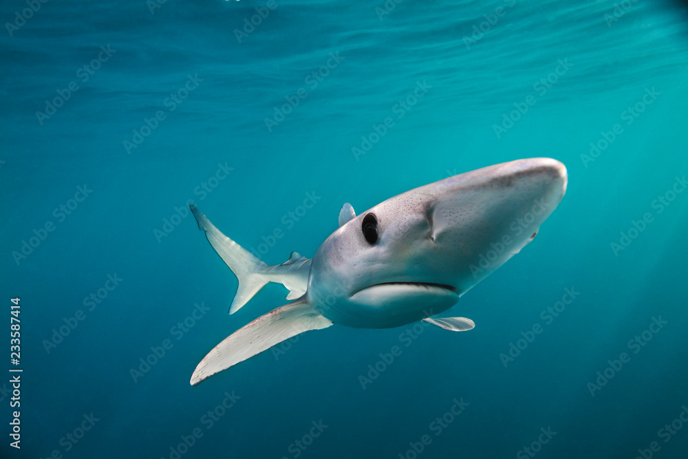 Blue Shark or Prionace glauca swimming wild in the Pacific Ocean off San Diego, California.  Wild