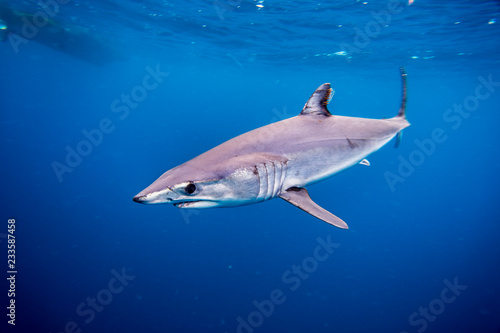 Shortfin Mako Shark or Isurus oxyrinchus swimming wild in the Pacific Ocean off San Diego, California. Wild photo