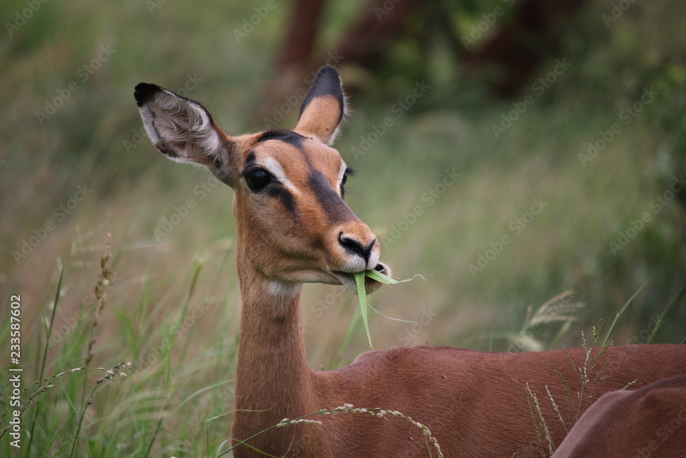 Impala Close-up Impala Close-up