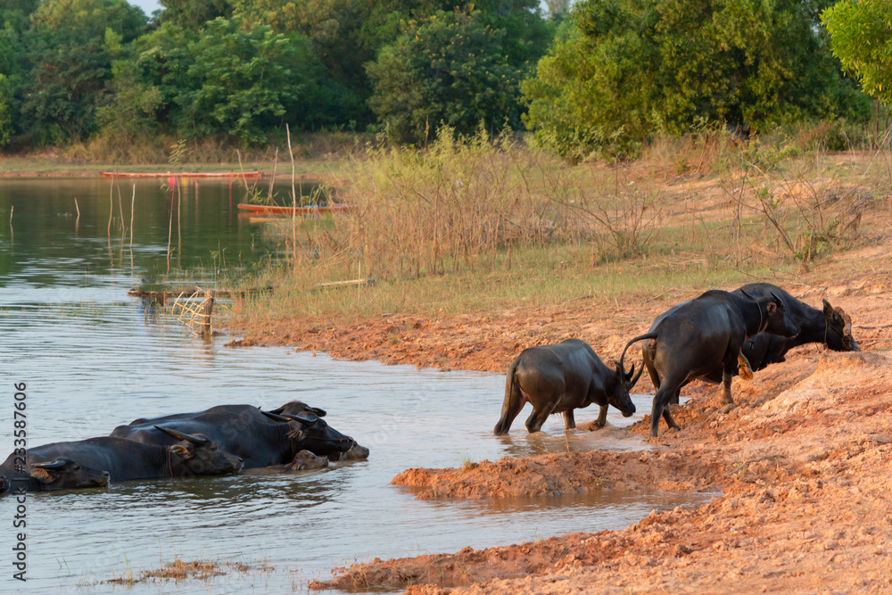 Thai swamp buffalo in peat swamp around lagoon Thai swamp buffalo in peat swamp around lagoon