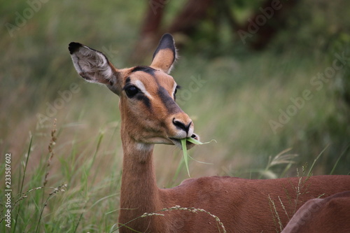 Impala Close-up