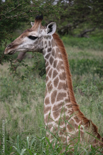 Giraffe Profile