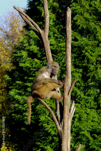 Pawian masajski lub porostu pawian żółty, małpa obserwująca okolicę siedząc na drzewie