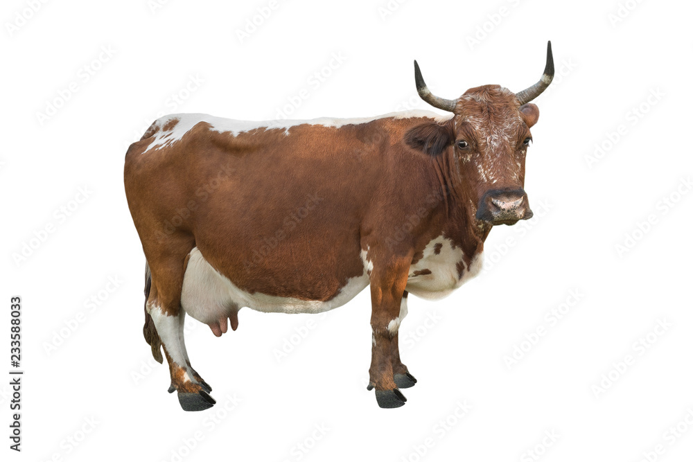 spotted cow isolated spotted cow isolated