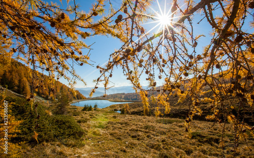 Sonnenschein durch die Lärchen photo