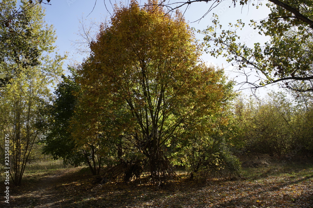 Fototapeta premium Tree