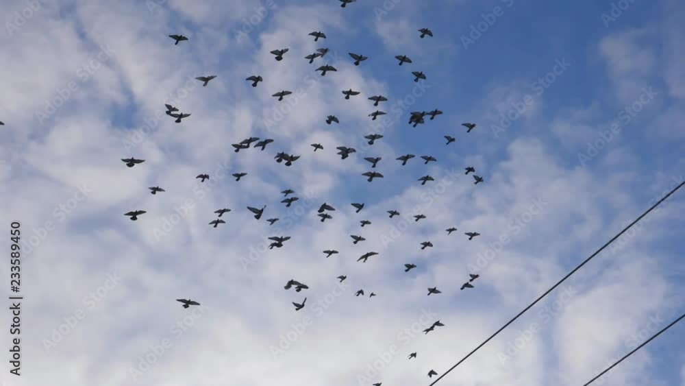 Slow motion shot of pigeons flying and circling. Toronto, Canada. Handheld shot with stabilized camera. Slow motion shot of pigeons flying and circling. Toronto, Canada. Handheld shot with stabilized camera.