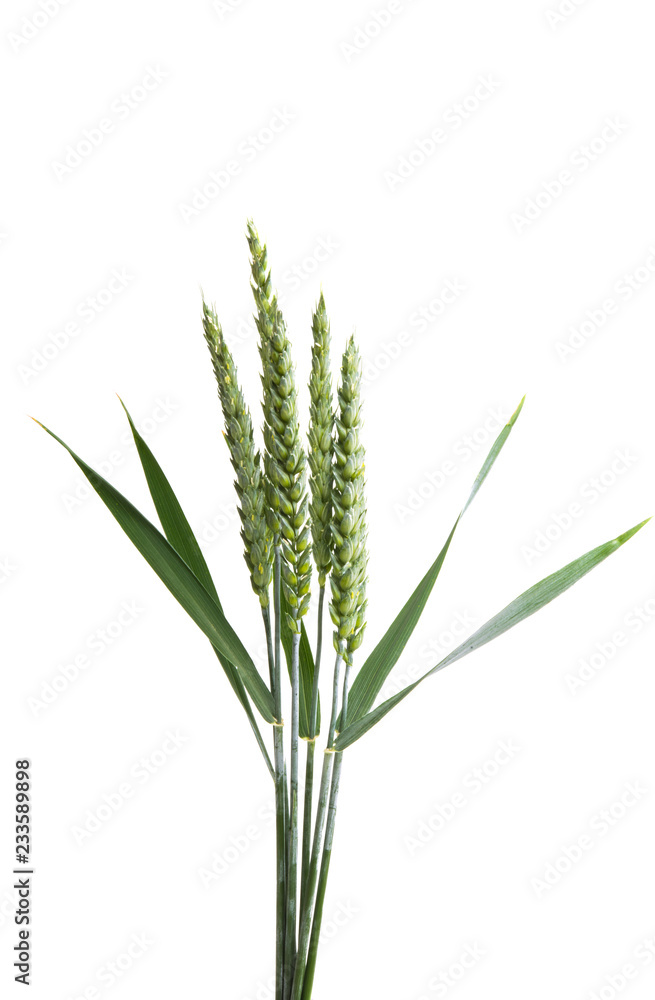 Fototapeta premium green ears of wheat isolated