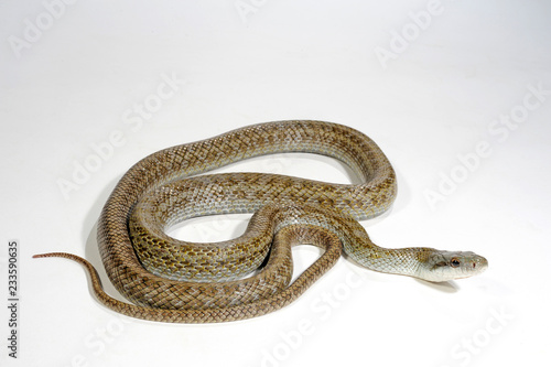 Inselkletternatter (Elaphe climacophora) - Aodaisho, Japanese Ratsnake photo