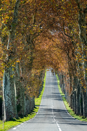 Alignement de platanes en bord de route, en face, ligne droite, automne, , Tarn, France.
