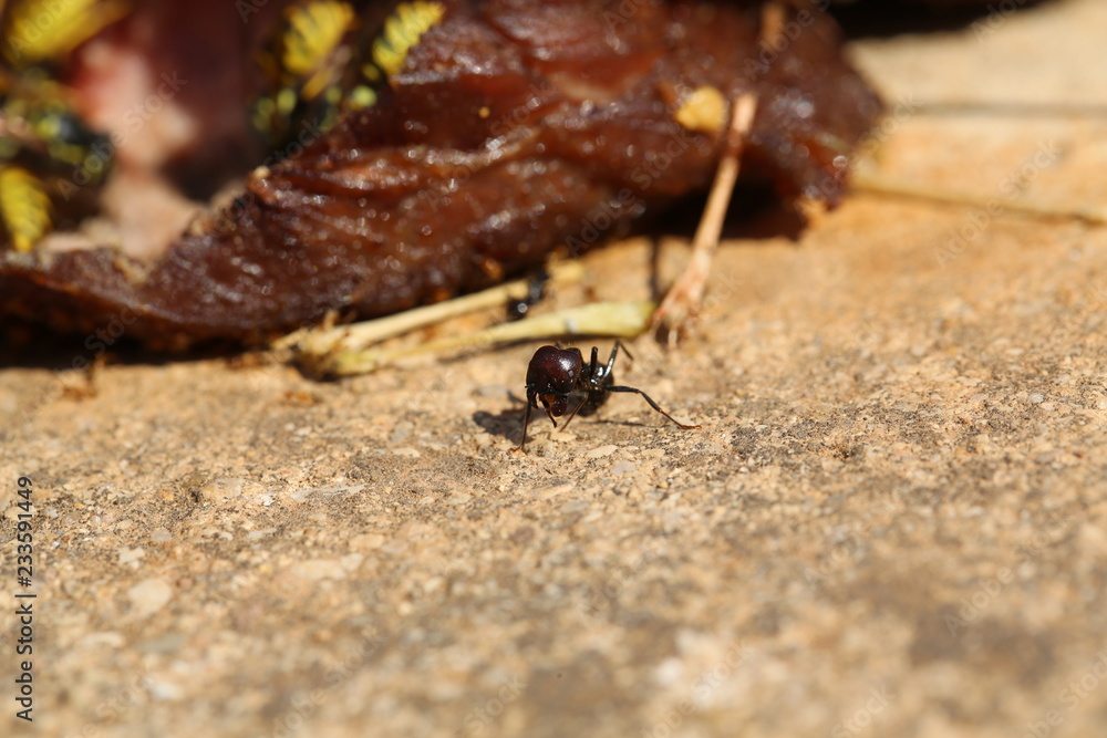 Fototapeta premium fotografias de insectos varios