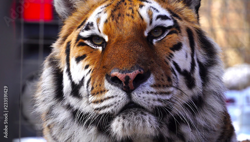 Close up view of tiger head. 