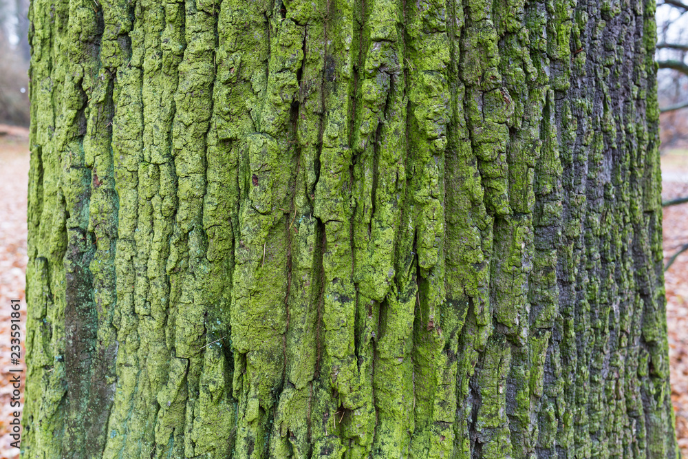 old wood tree bark texture with green moss old wood tree bark texture with green moss