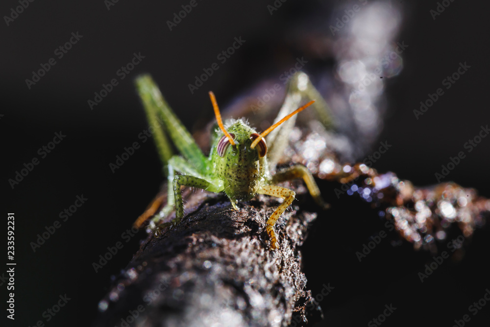 Fototapeta premium little insect. Green and little cricket.