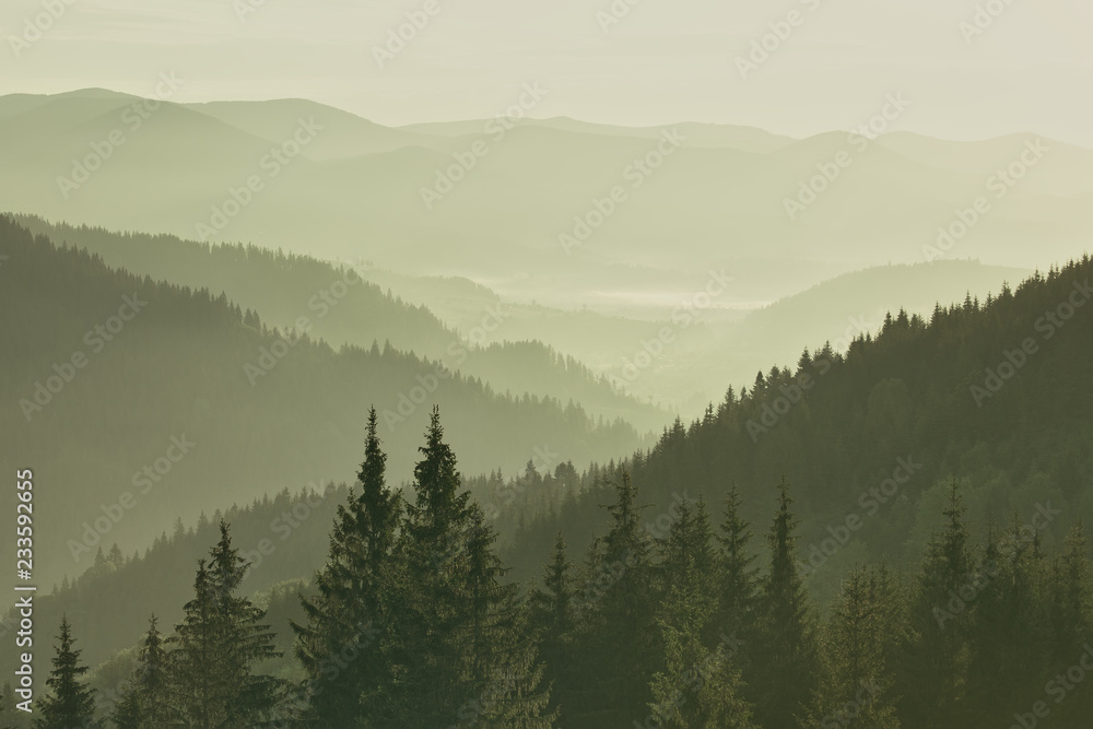 Mountains covered with woods in the early morning mist
