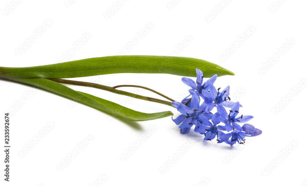 Naklejka premium blue Scilla Difolia