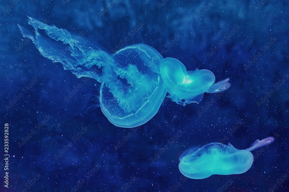 Obraz premium Jelly-fish in deep water, sea life background