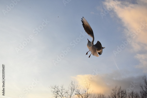 osprey in flight