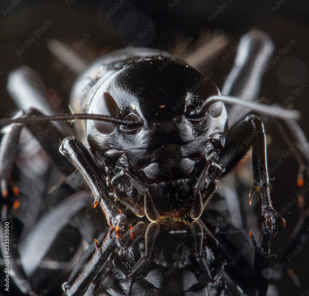 Fototapeta premium Cricket insect or Gryllidae isolated on a black background