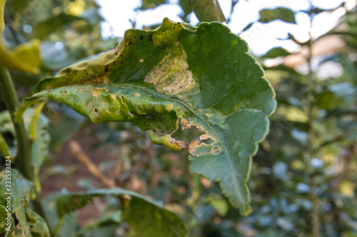 Citrus Leafminer damage to Lemon Tree Leaves photo