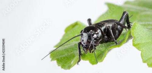 A close up of black cricket on leaf. photo