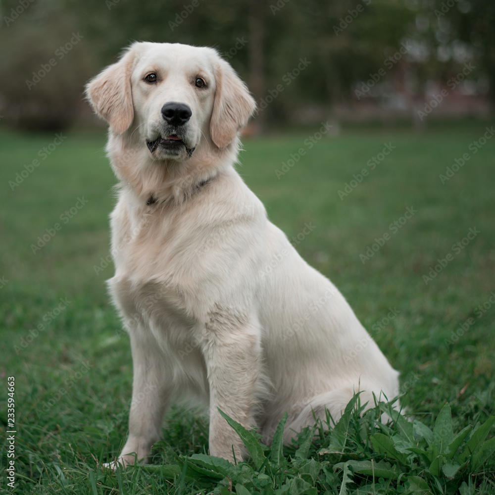 White Labrador Retriever sitting on the green grass background. White Labrador Retriever sitting on the green grass background.