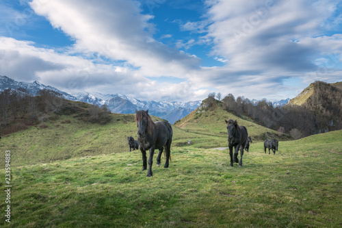 cheval de Mérens - poney ariégeois photo