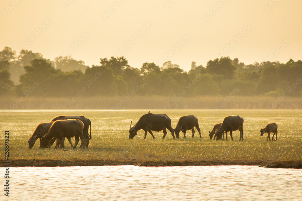 Fototapeta premium Thai swamp buffalo in peat swamp around lagoon