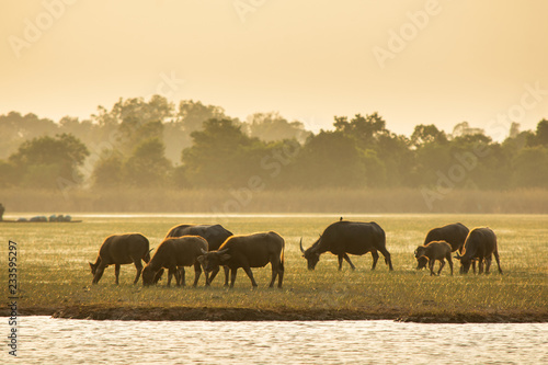 Thai swamp buffalo in peat swamp around lagoon