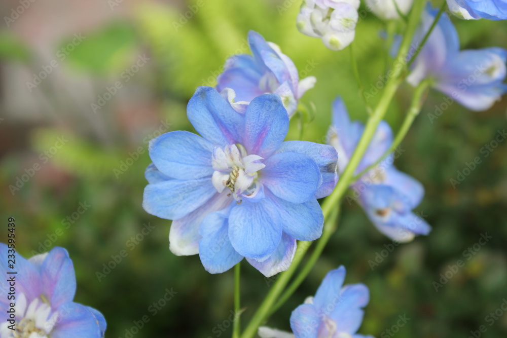 blue flowers in the garden blue flowers in the garden