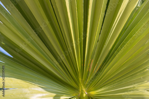 Green sheaf of palm leaves texture for background