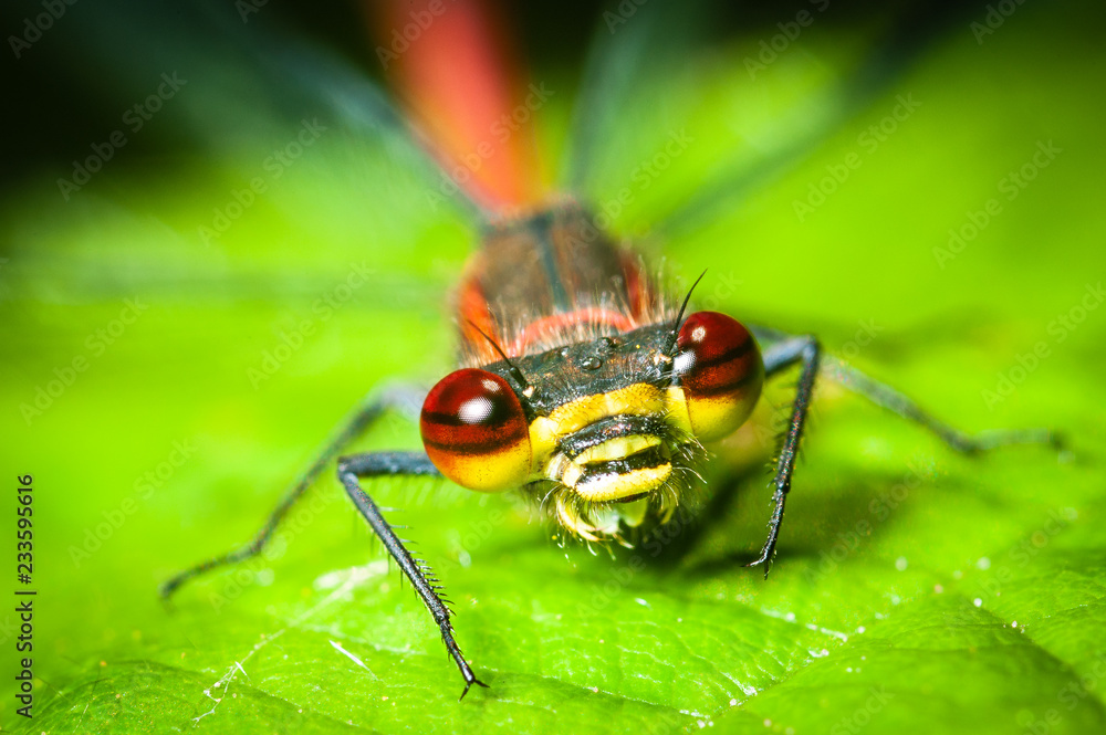 Large red damselfly (Pyrrhosoma nymphula) on a green leaf, closeup of the head with colorful face Large red damselfly (Pyrrhosoma nymphula) on a green leaf, closeup of the head with colorful face