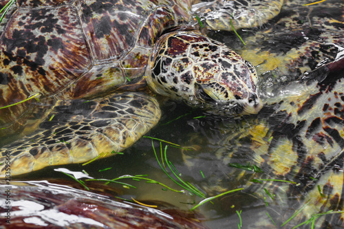 Many sea turtles swimming in the water pond and eating sea grass in Bali, Indonesia