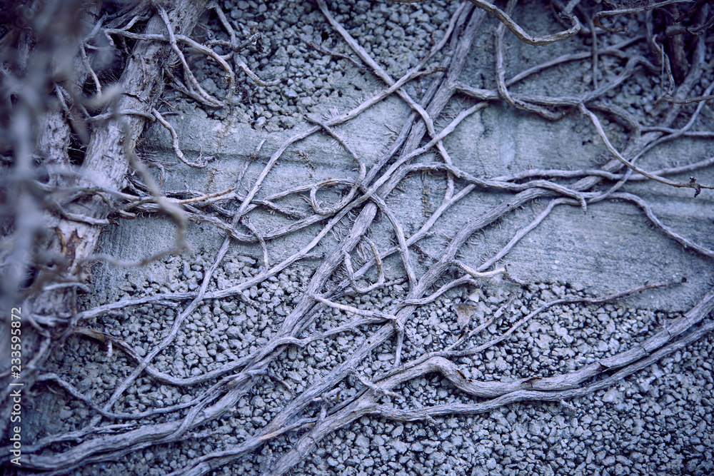 Fototapeta premium branches of plant