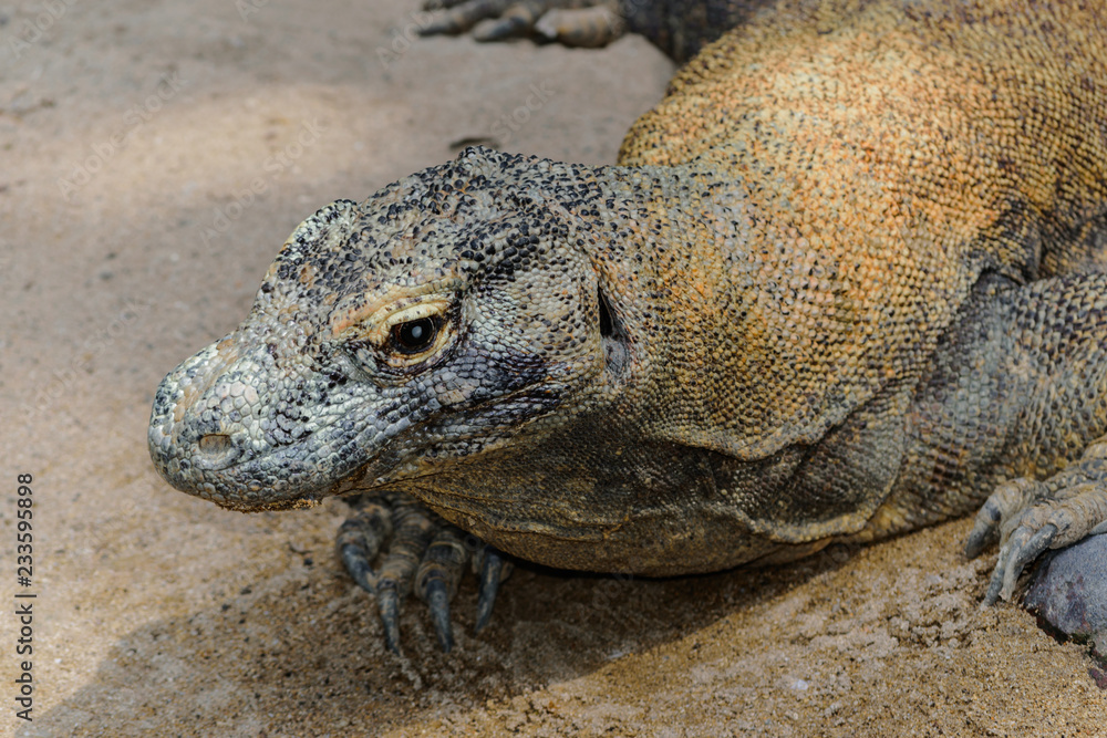 Portrait of huge Komodo dragon resting on the sand in Bali, Indonesia Portrait of huge Komodo dragon resting on the sand in Bali, Indonesia