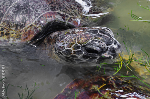 Portrait of grey sea turtle head swimming in the water pond and eating ocean grass in Bali, Indonesia