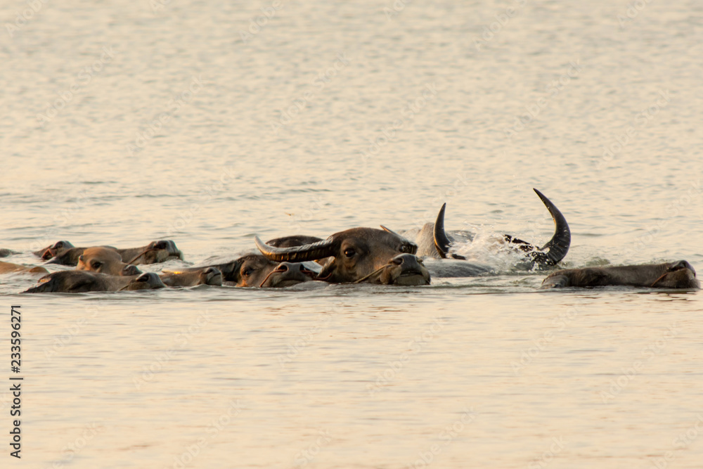 Fototapeta premium Thai swamp buffalo swimming in the lake.