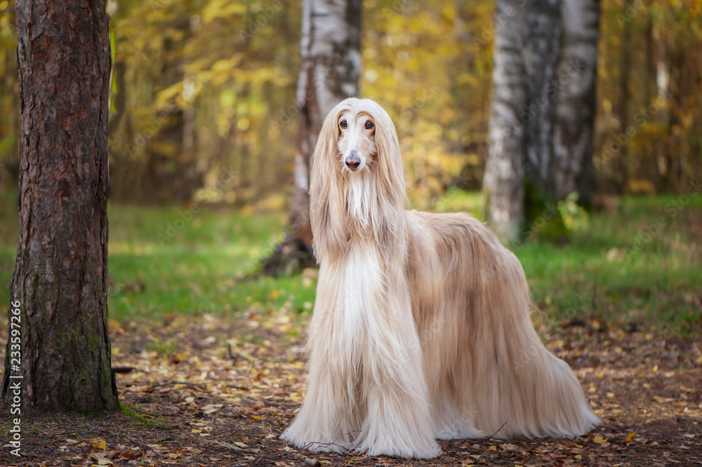 Dog, gorgeous Afghan hound, full-length portrait, against the background of the autumn forest, space for text Dog, gorgeous Afghan hound, full-length portrait, against the background of the autumn forest, space for text