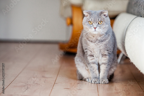 Scottish fold breed domestic cat sits on wooden floor near the scratched leather sofa. Left side space for copy. Cat scratches the leather of furniture. Concept of damage from pets in home.