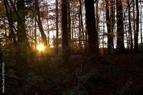 sunset in the forest