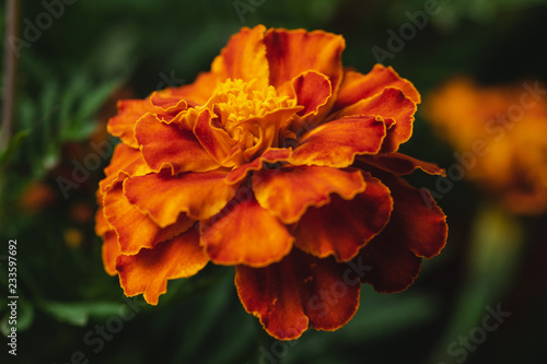 Marigold Flowers. Macro. Close-Up. Depth Of Field.