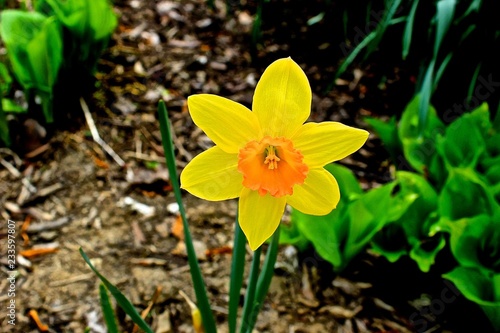 daffodils in garden