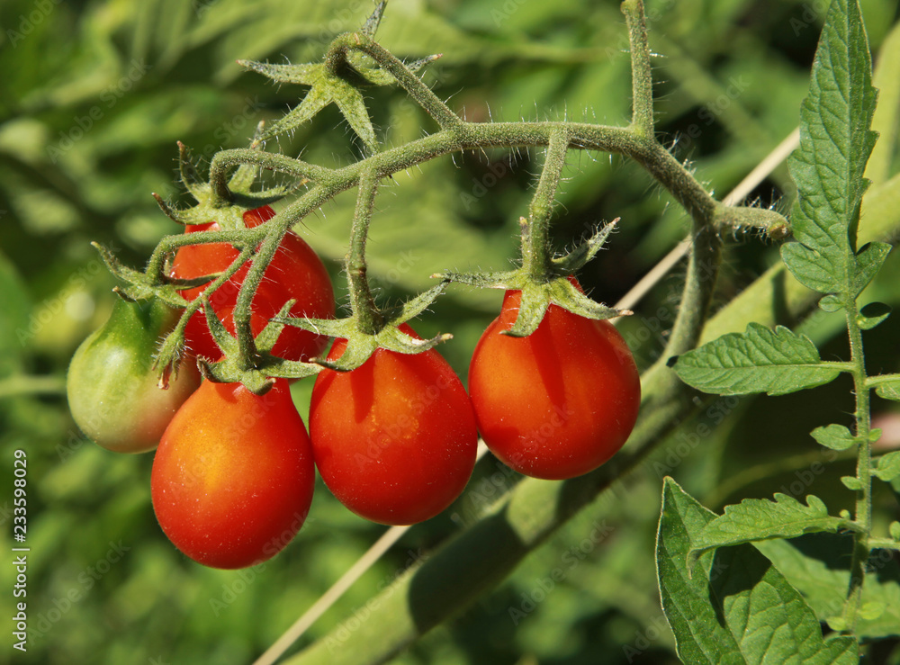 Tomates Red Pear shaped Tomates Red Pear shaped
